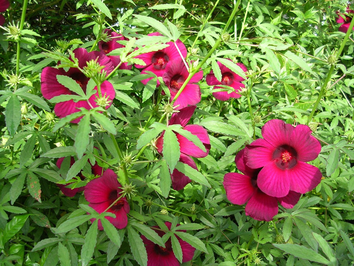 Monarch Rosemallow Plant