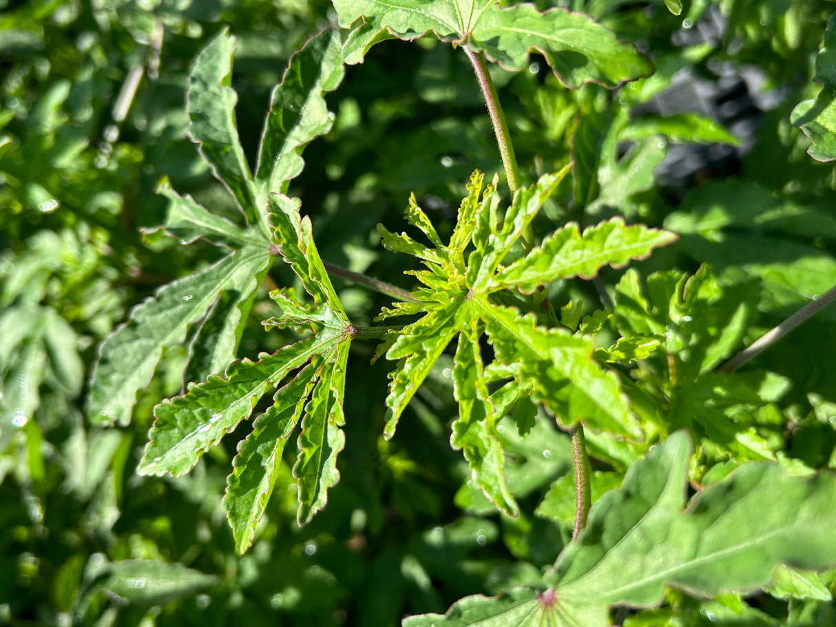 Monarch Rosemallow Plant
