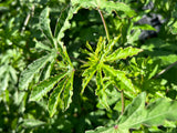 Monarch Rosemallow Plant