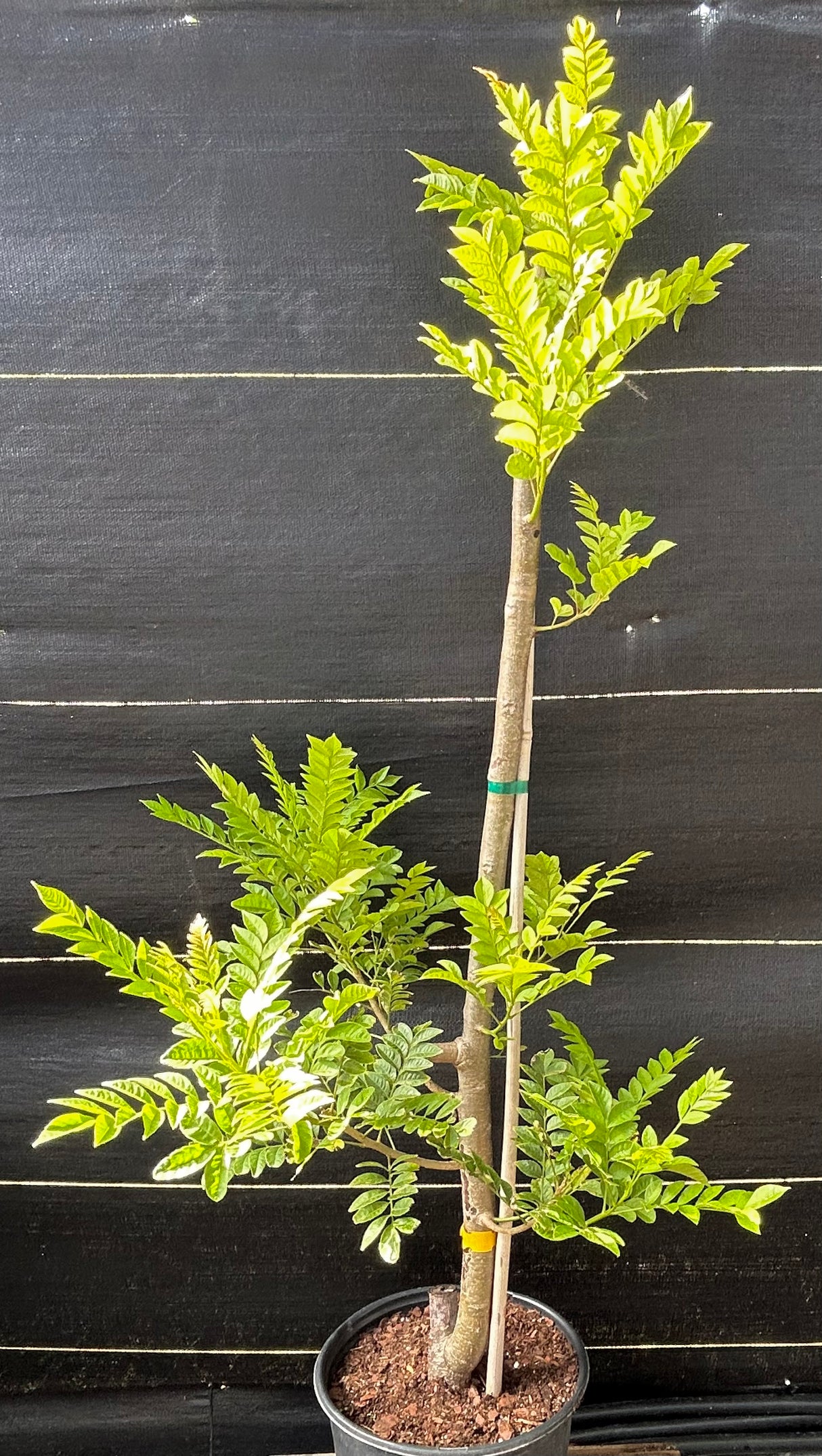Hog Plum Tree 'Red'