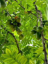 Hog Plum Tree 'Red'