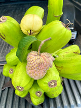 Atemoya Tree 'Lisa'