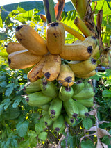 Plantain Plant  'Hua Moa'