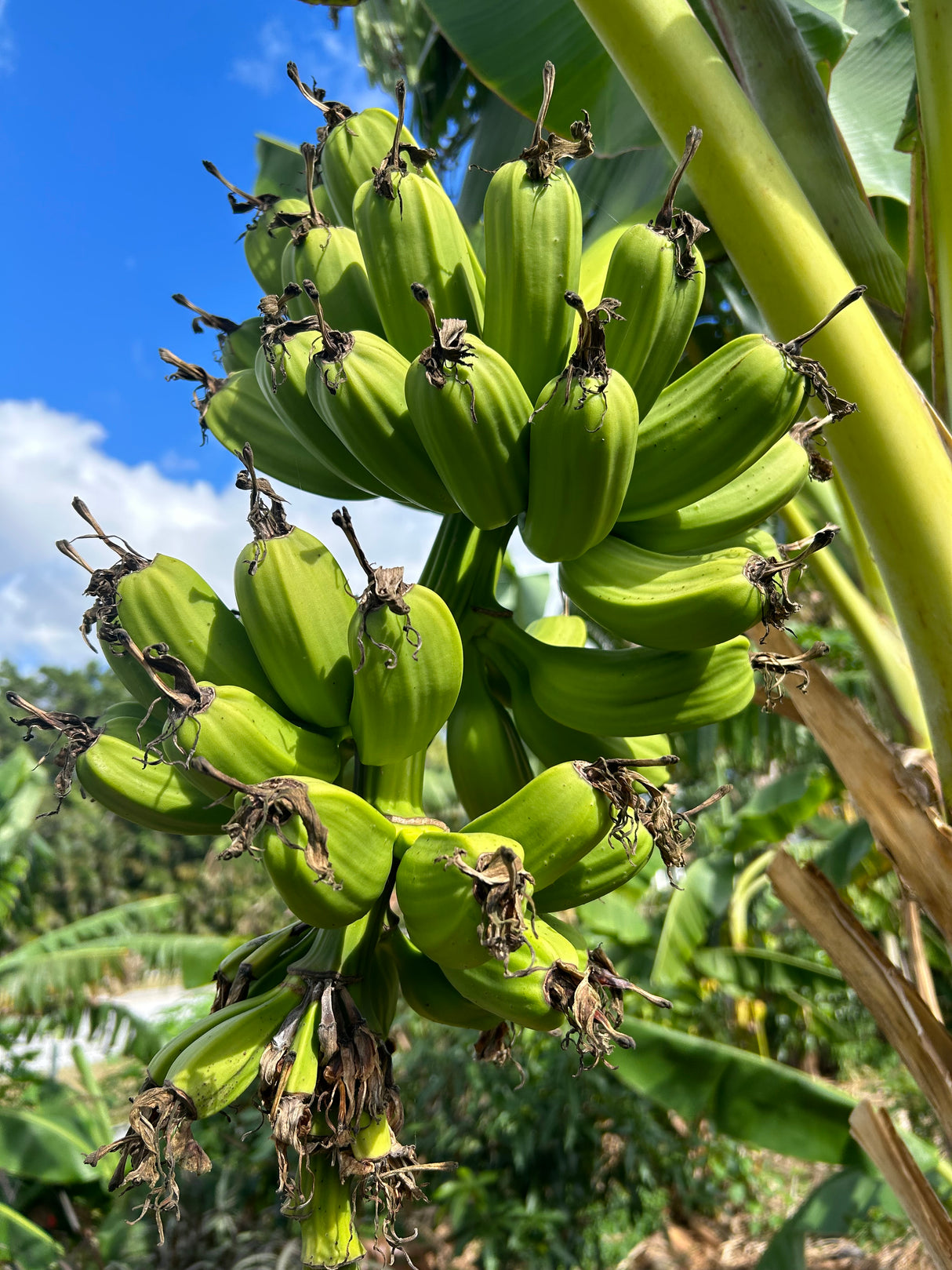 Plantain Plant  'Hua Moa'