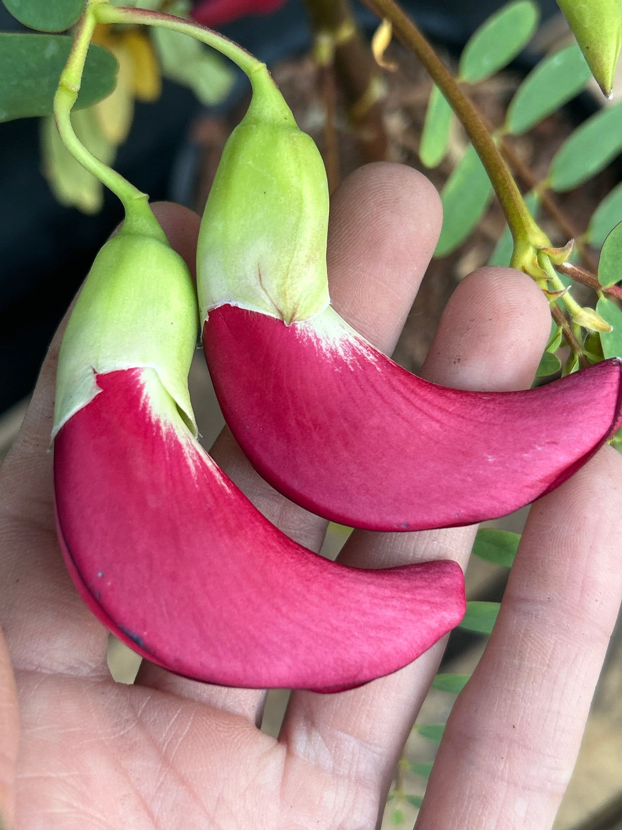 Hummingbird Tree