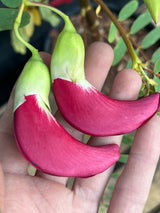 Hummingbird Tree