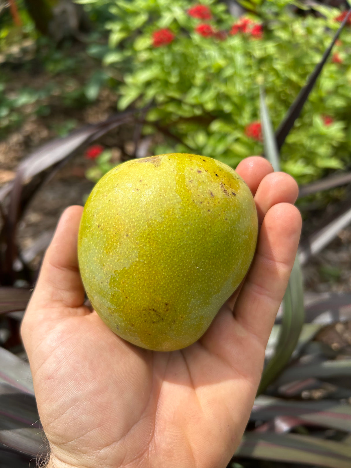 Mango Tree ‘Ice Cream’