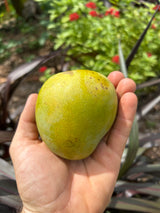 Mango Tree ‘Ice Cream’