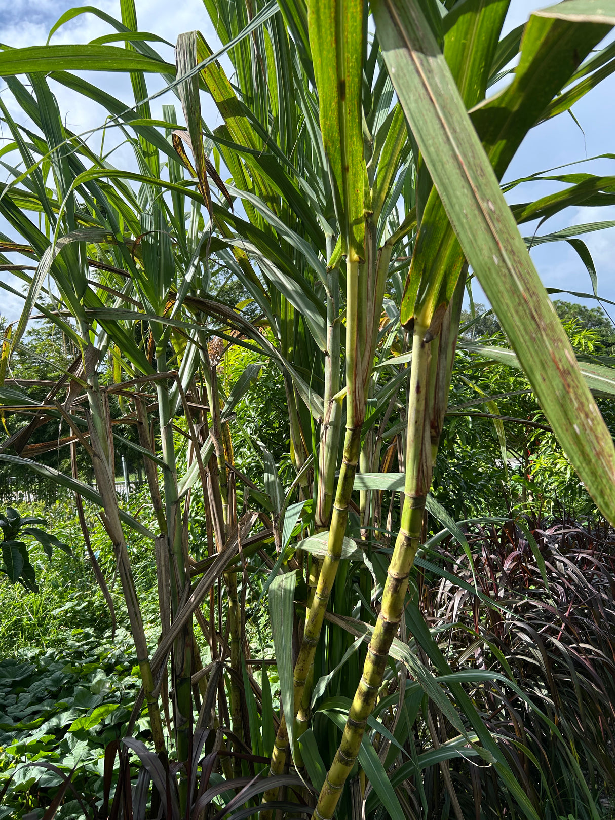 Sugar Cane Plant ‘Louisiana Green’