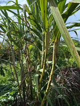 Sugar Cane Plant ‘Louisiana Green’