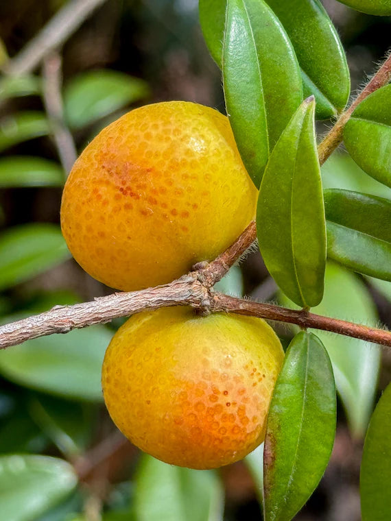 Beach Cambuca (Myrciaria strigipes)