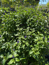Blue Porterweed - upright