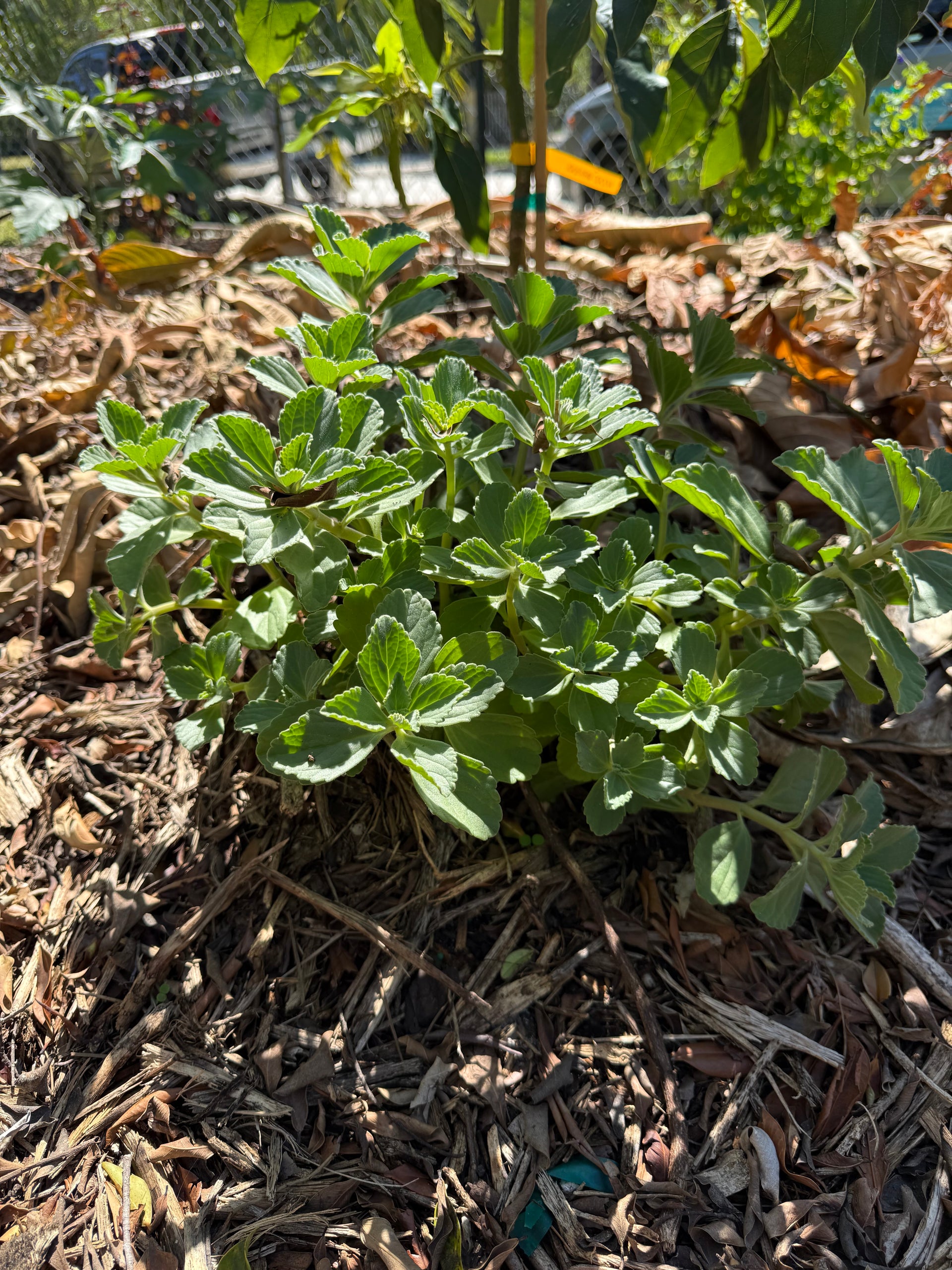 scaredy cat plant indoor Scaredy Cat Plant – Incredible Edible Landscapes