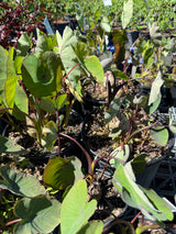 Taro Plant ‘Bun Long’