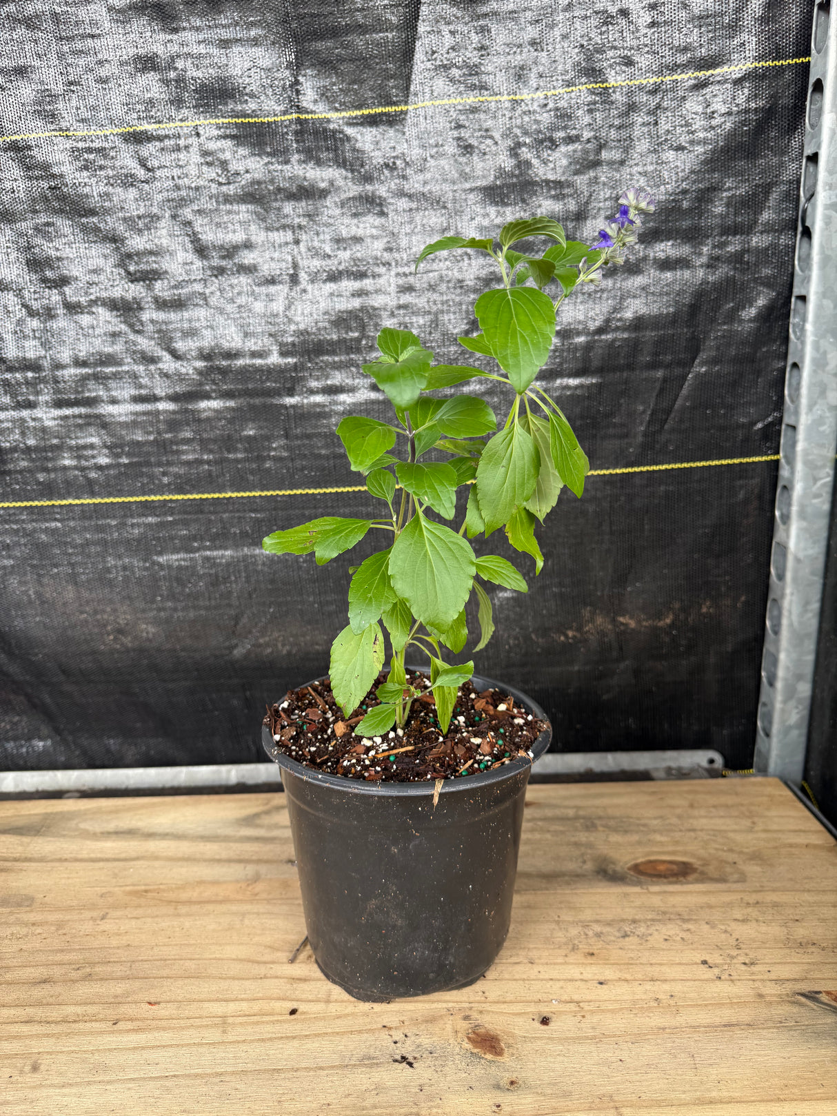 Blue Sage Plant