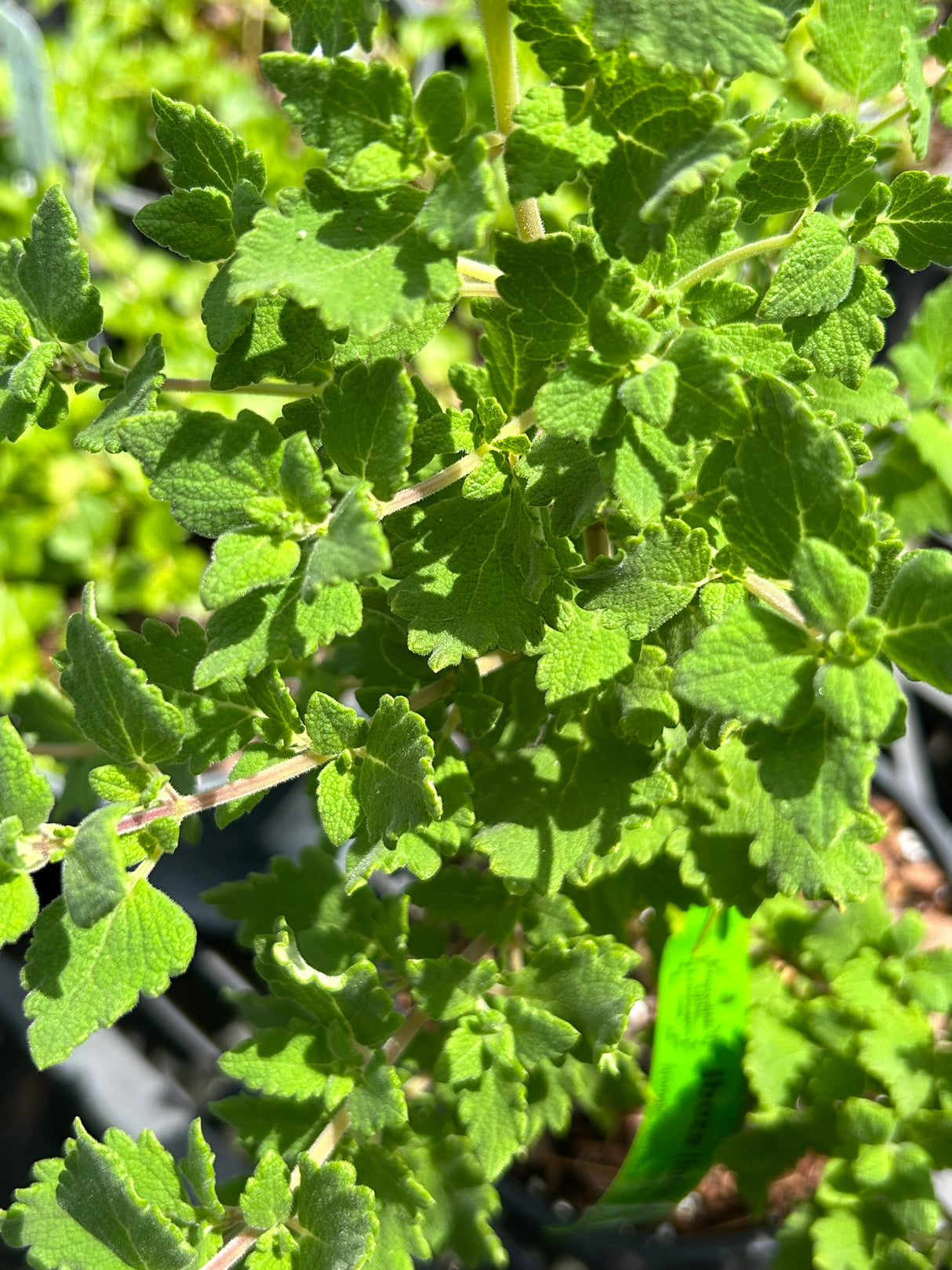 Iboza Plant