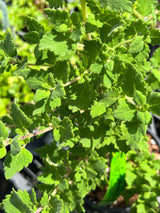 Iboza Plant