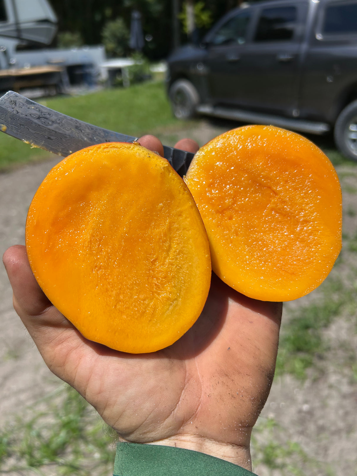 Mango Tree ‘Julie’