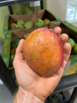 Mango Tree ‘Julie’