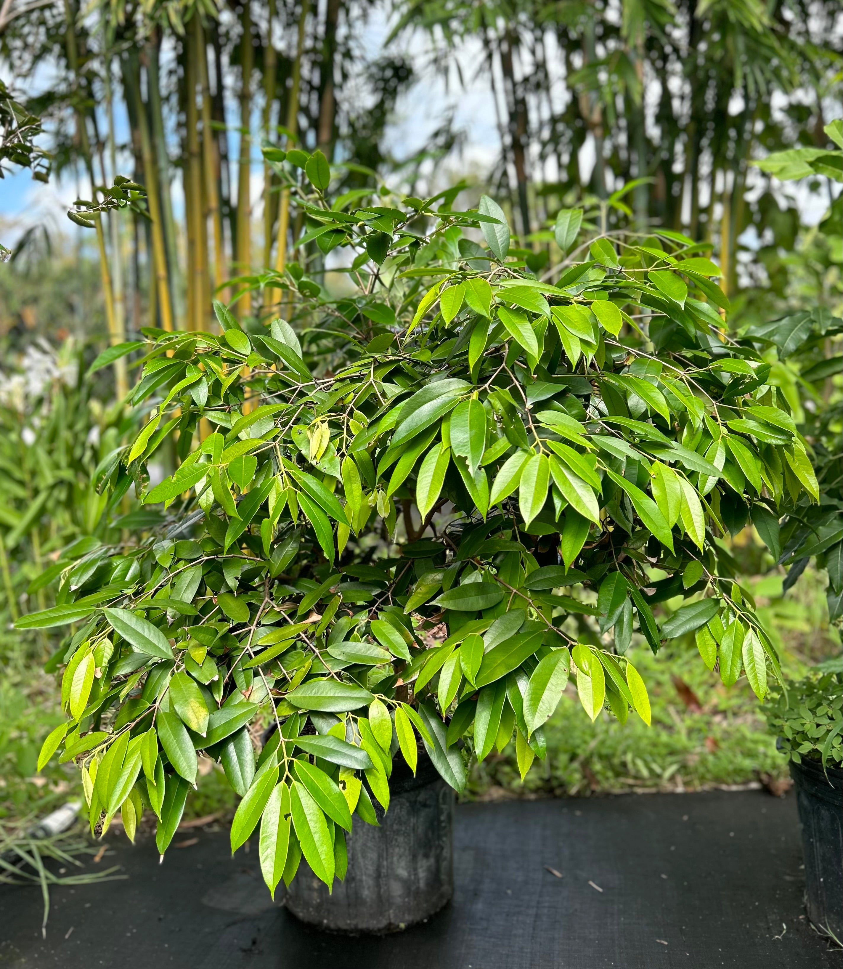Jaboticaba Tree 'Cambuca' – Incredible Edible Landscapes