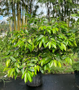 Jaboticaba Tree 'Cambuca'