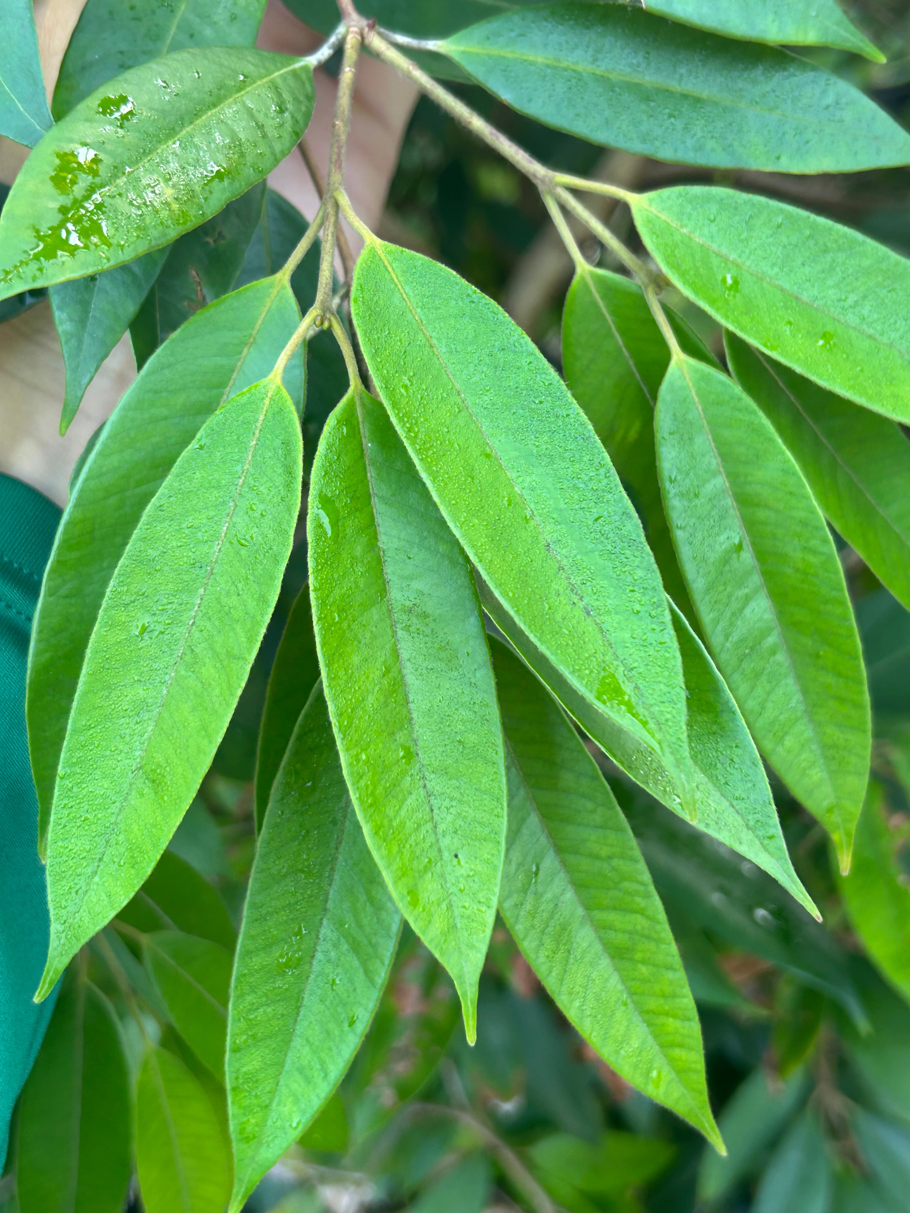 603〓希少ジャボチカバ Plinia sp.'Cambucá-roxo' 603〓希少ジャボチカバ Plinia sp.'Cambucá-roxo' 603〓希少