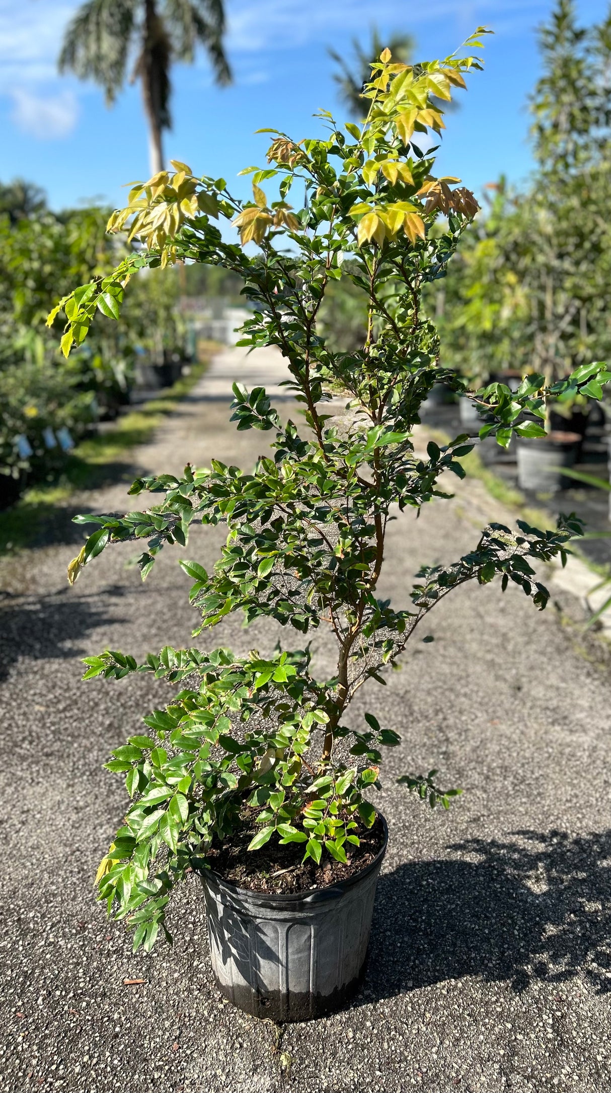 Jaboticaba Tree 'Red Hybrid'