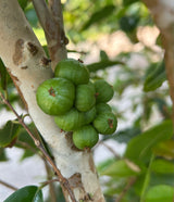 Jaboticaba Tree 'Scarlet'