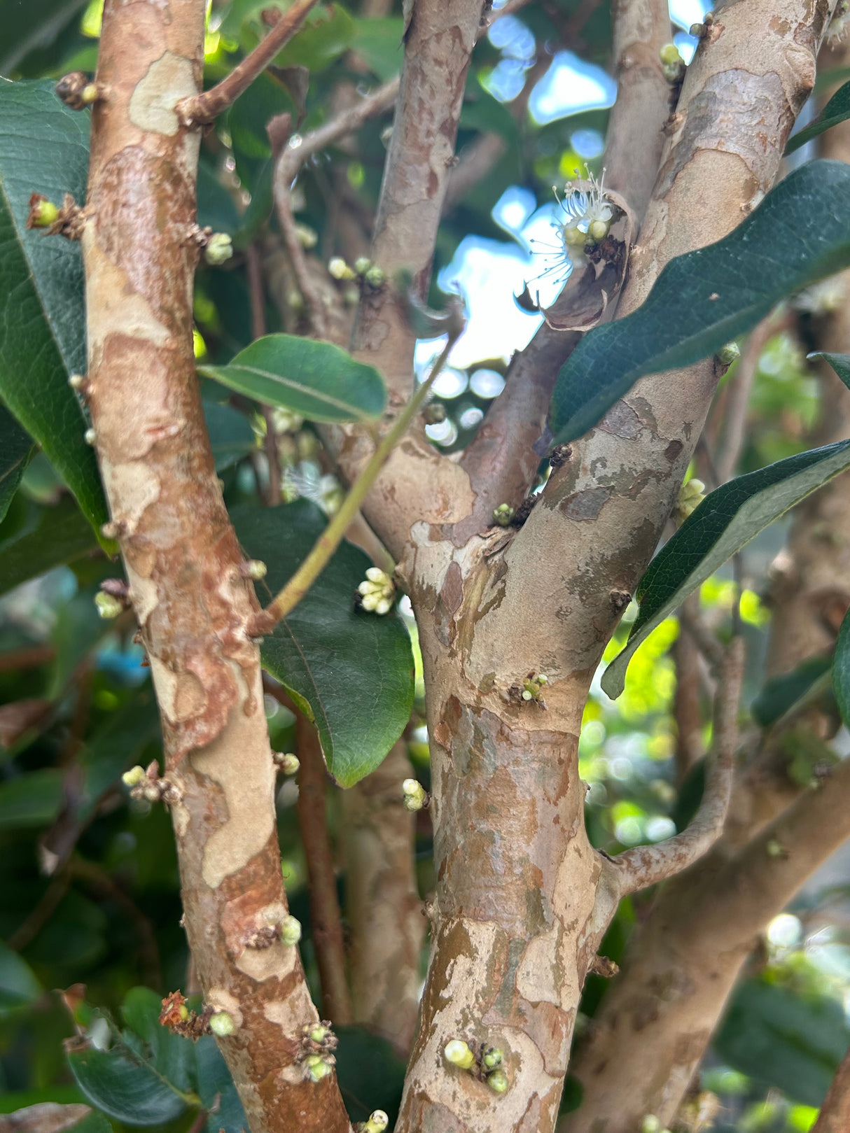 Jaboticaba Tree 'Scarlet'
