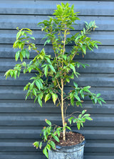 Jaboticaba Tree 'White' (Plinia phitrantha)