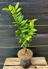 Jaboticaba Tree 'Yellow'