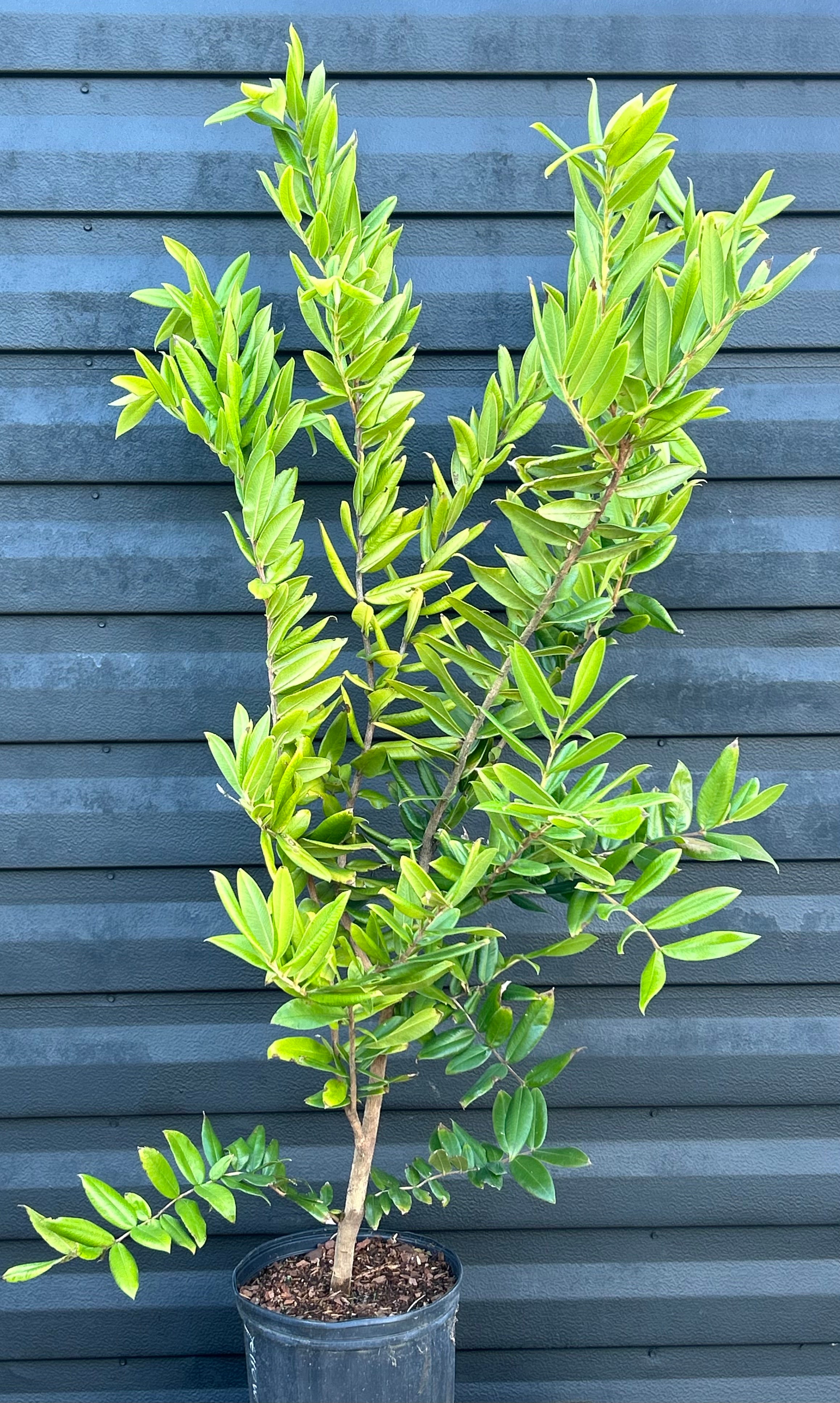 Jaboticaba Tree 'Yellow' – Incredible Edible Landscapes