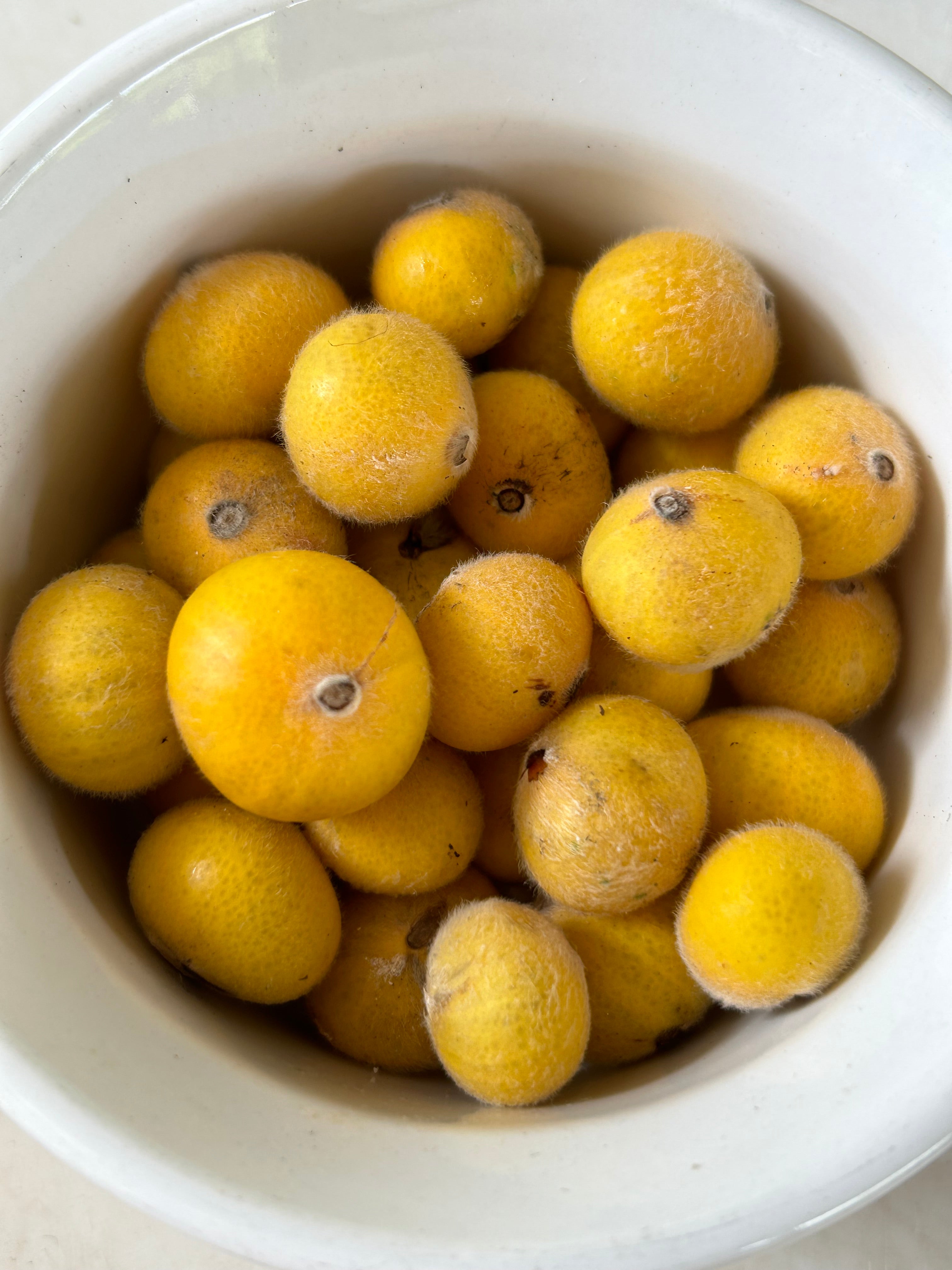 Jaboticaba Tree 'Yellow' – Incredible Edible Landscapes