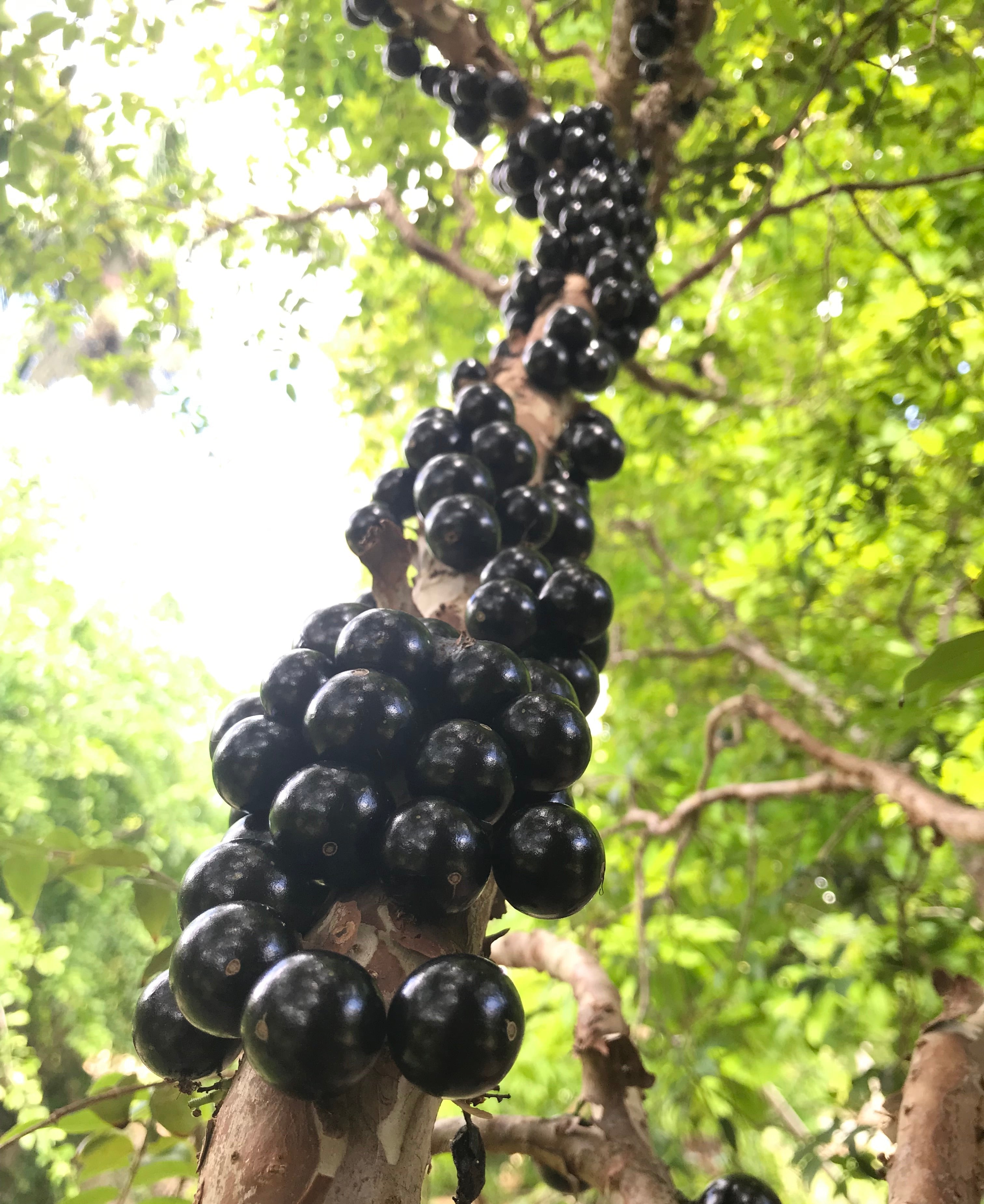 Jaboticaba Tree 'Sabara' – Incredible Edible Landscapes