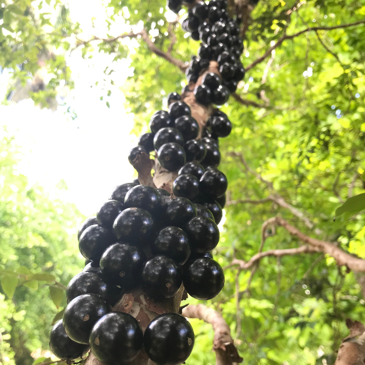 Jaboticaba Tree 'Sabara' – Incredible Edible Landscapes