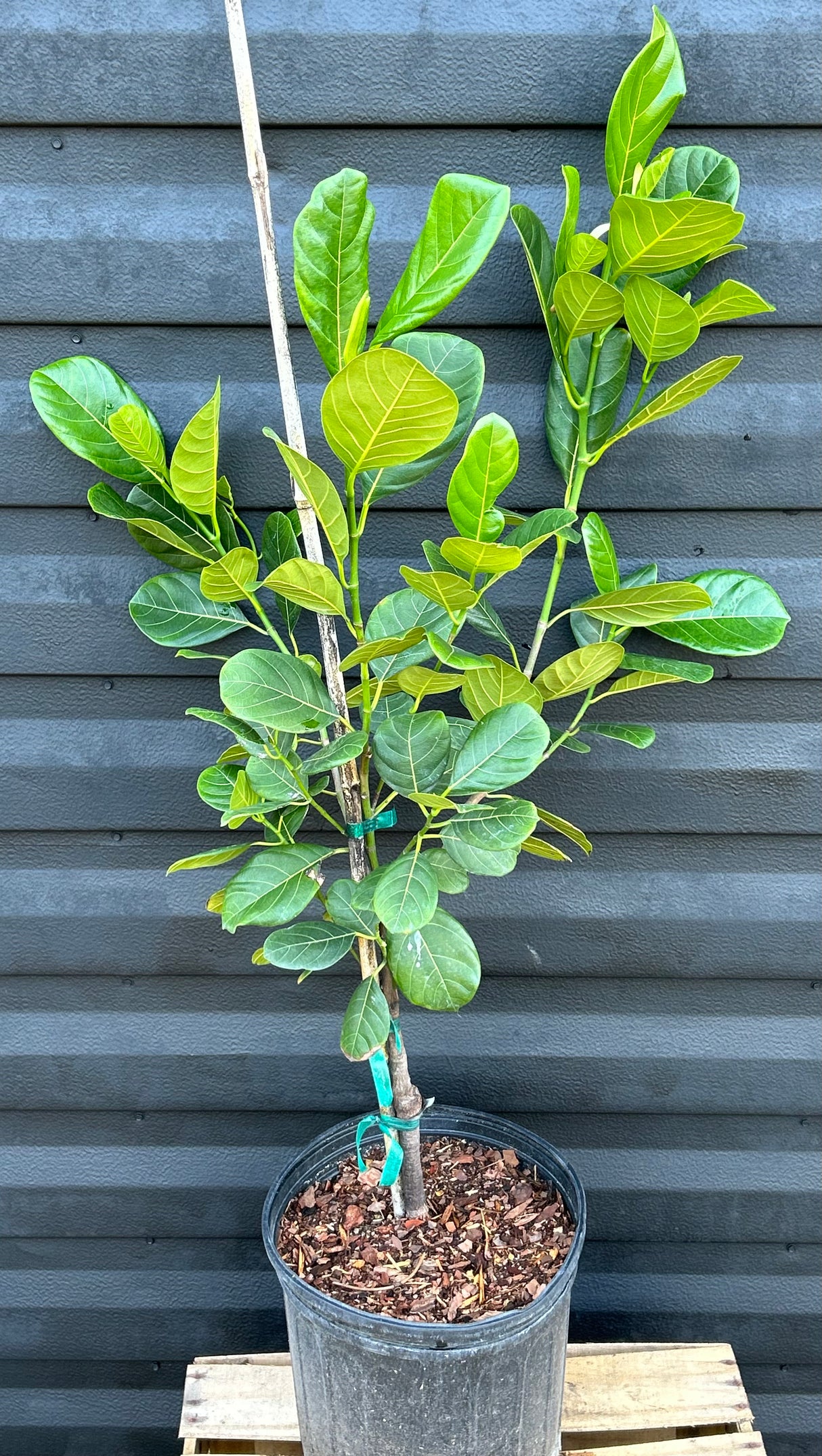 Jackfruit Tree 'Xain Red'