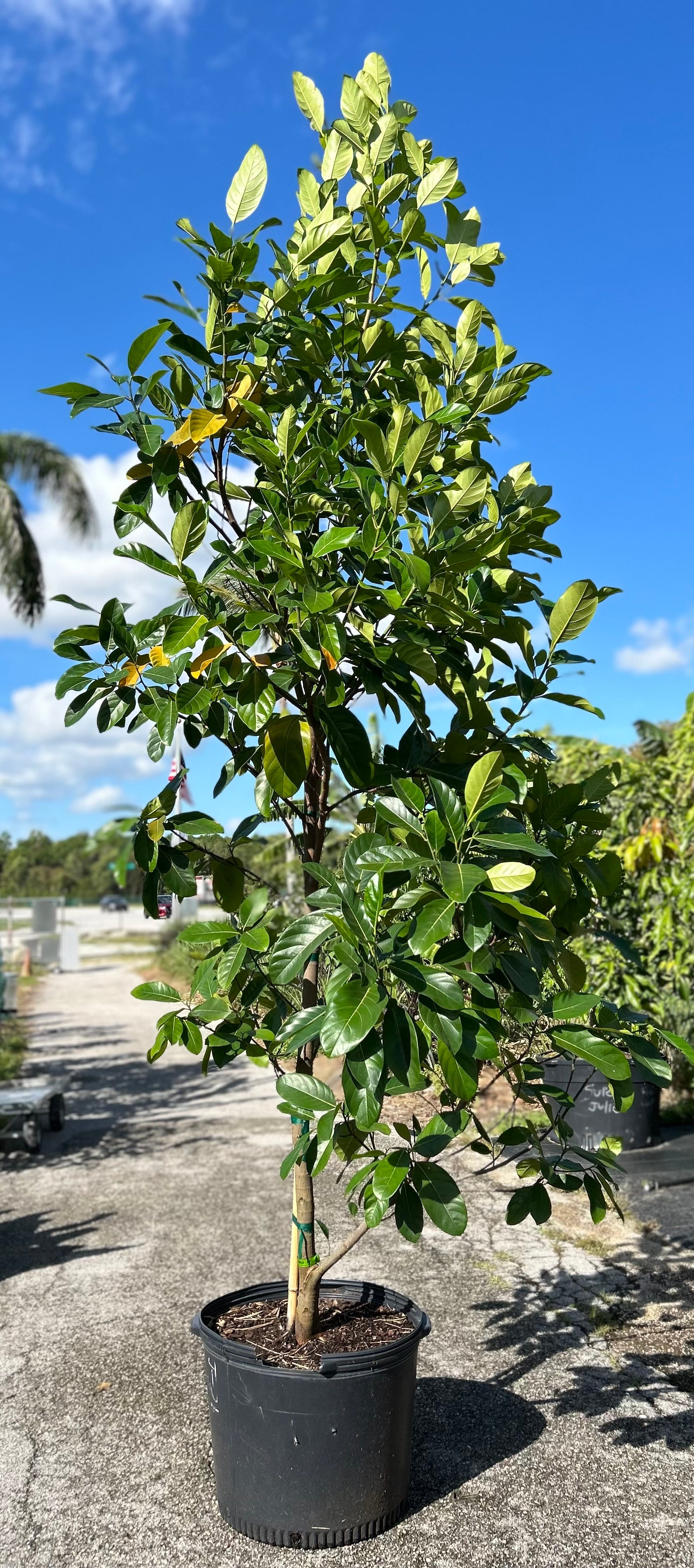 樹。 Jackfruit Tree 'Orange Crush' – Incredible Edible Landscapes