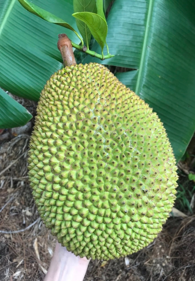 Jackfruit Tree 'Orange Crush' – Incredible Edible Landscapes