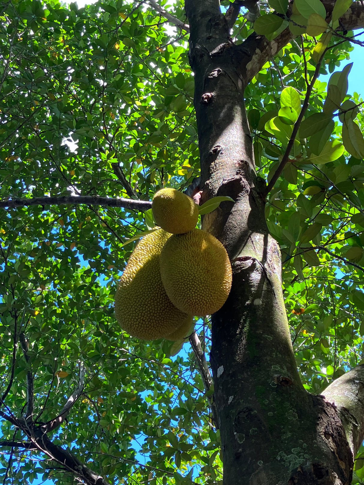 Jackfruit Tree 'Bangkok Lemon'