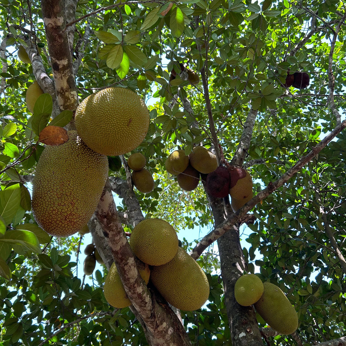 Jackfruit Tree 'Banana Crush' – Incredible Edible Landscapes