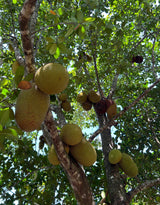 Jackfruit Tree 'Xain Red'