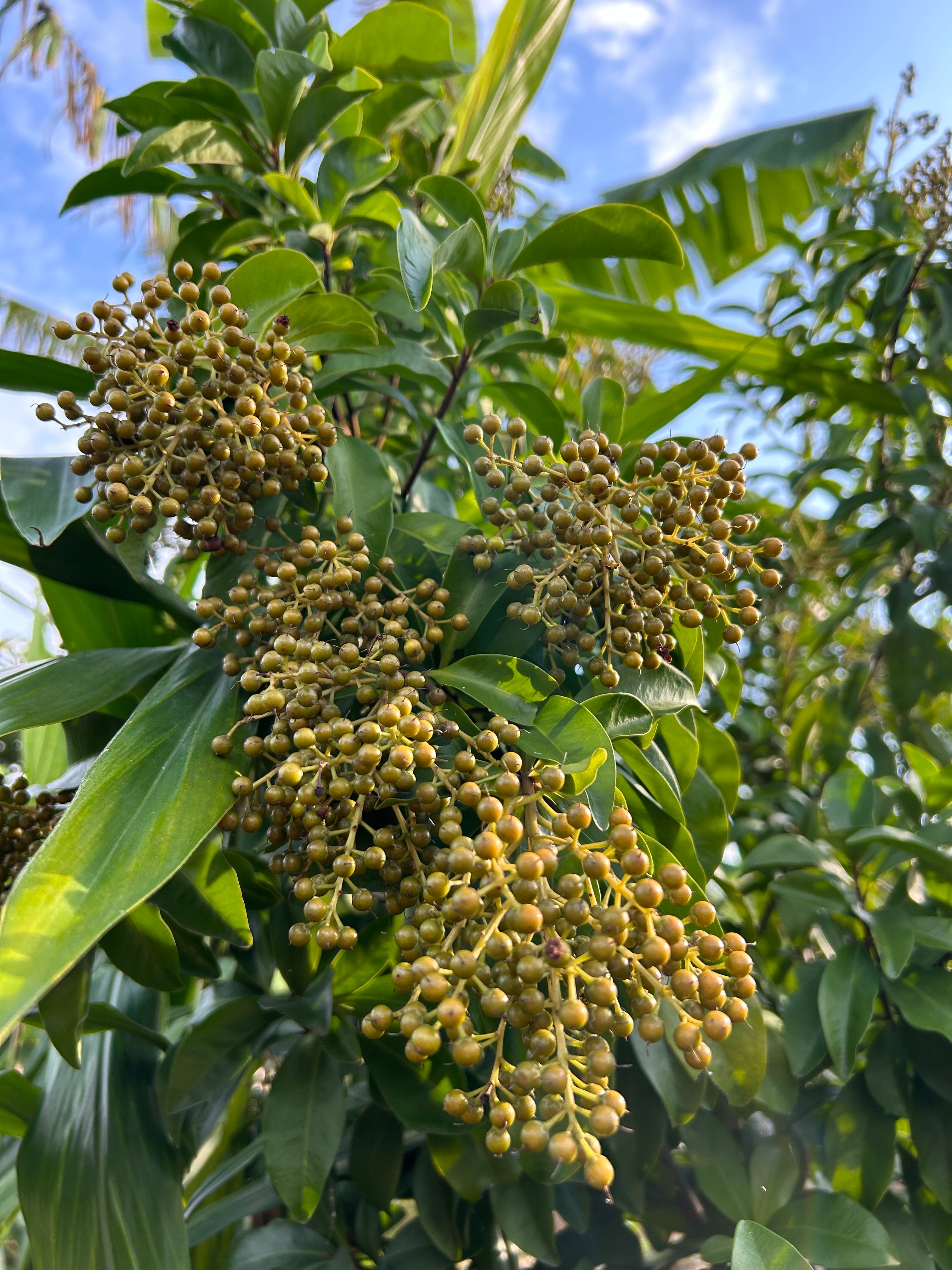 Marlberry Tree – Incredible Edible Landscapes