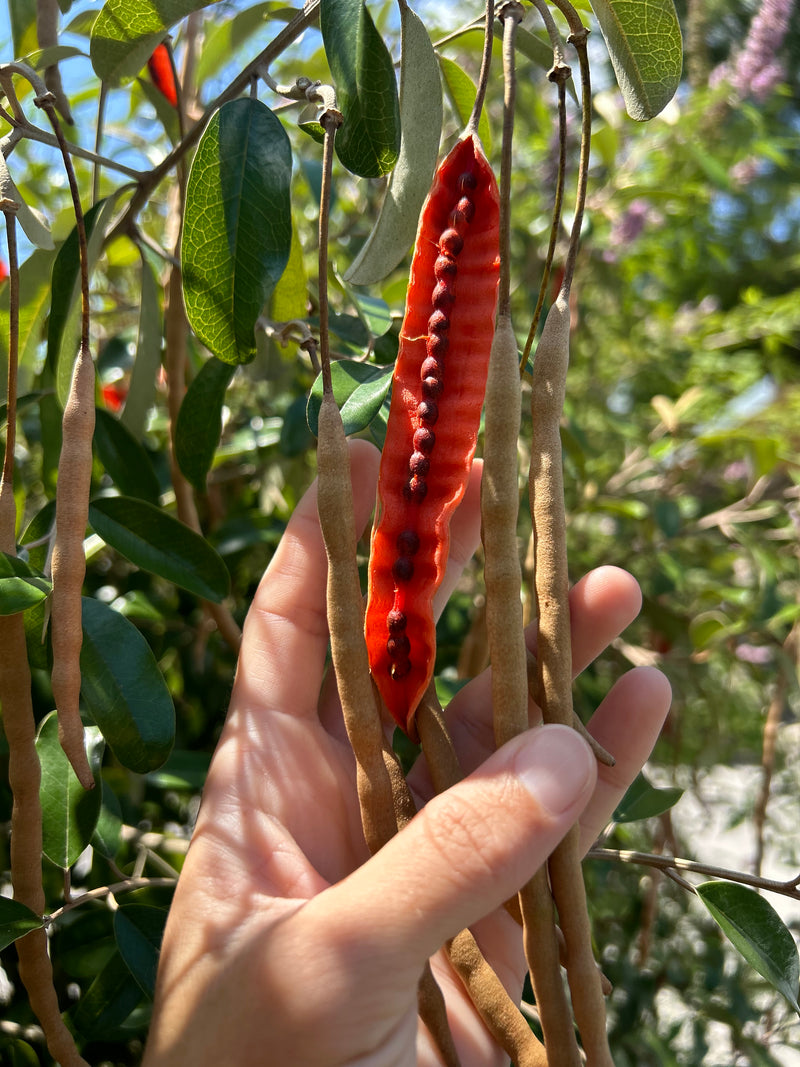 Jamaica Caper Tree – Incredible Edible Landscapes