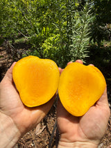 Mango Tree ‘Juicy Peach’