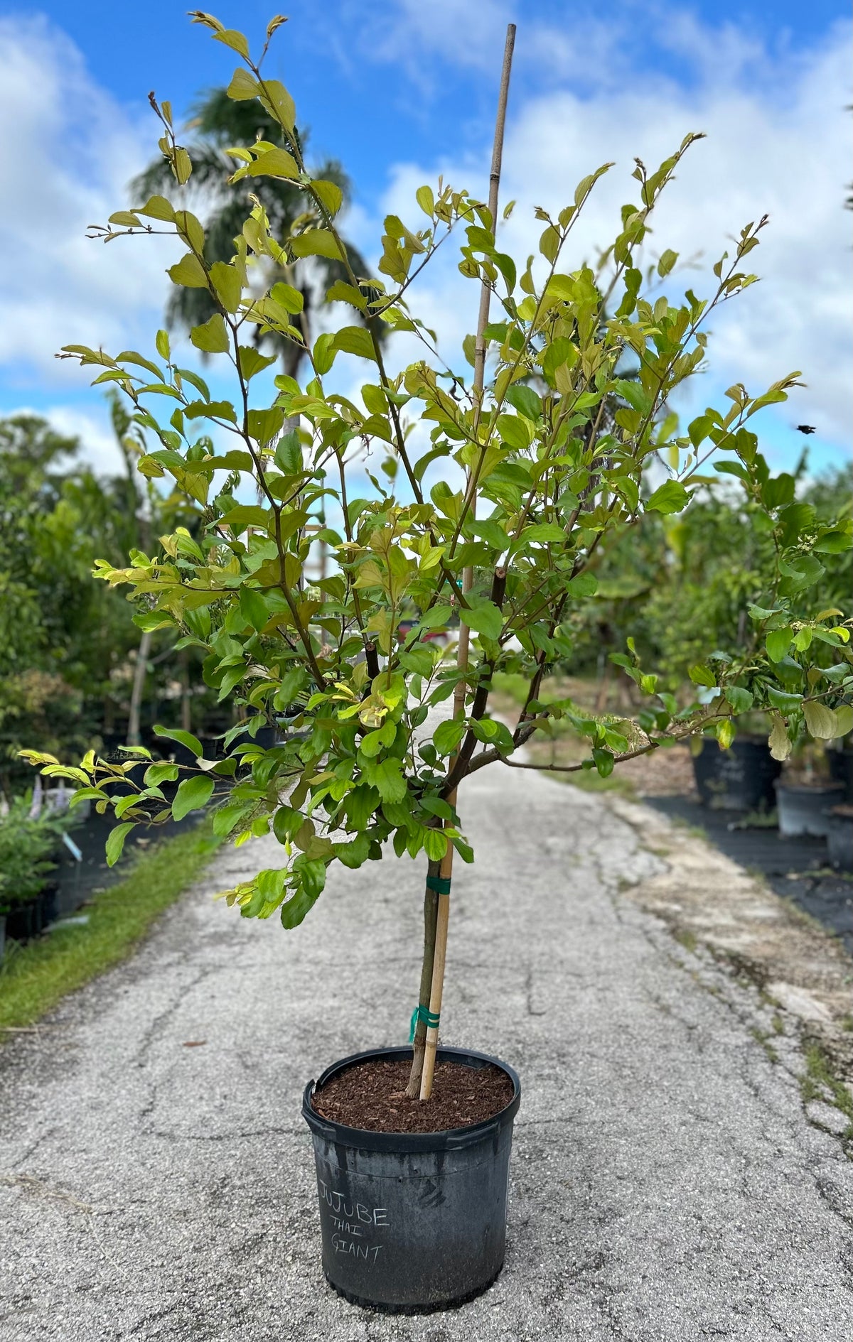 Jujube Tree - Thai Giant – Incredible Edible Landscapes