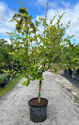 Jujube Tree - Thai Giant