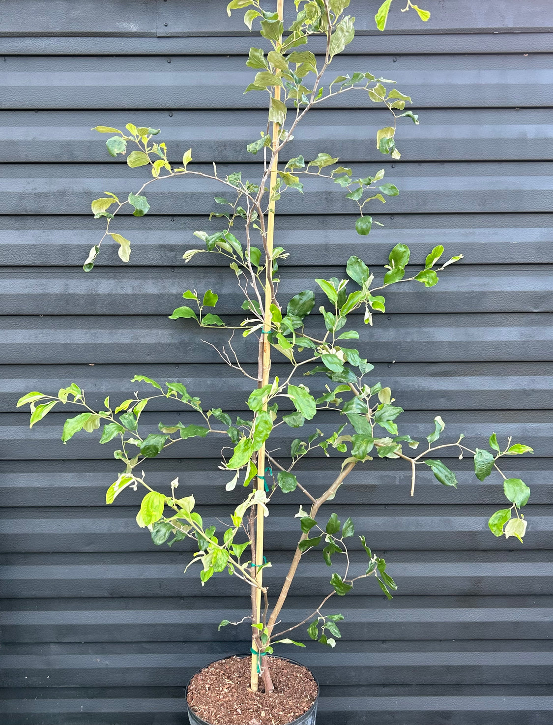 Jujube Tree - Thai Giant – Incredible Edible Landscapes