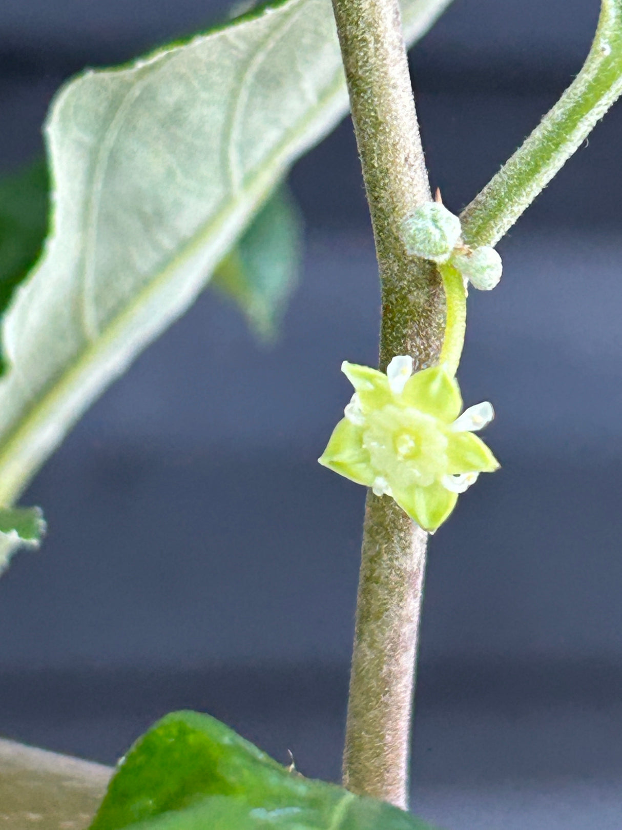 Jujube Tree - Thai Giant