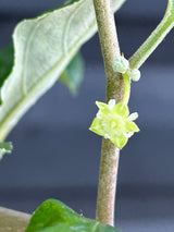 Jujube Tree - Thai Giant