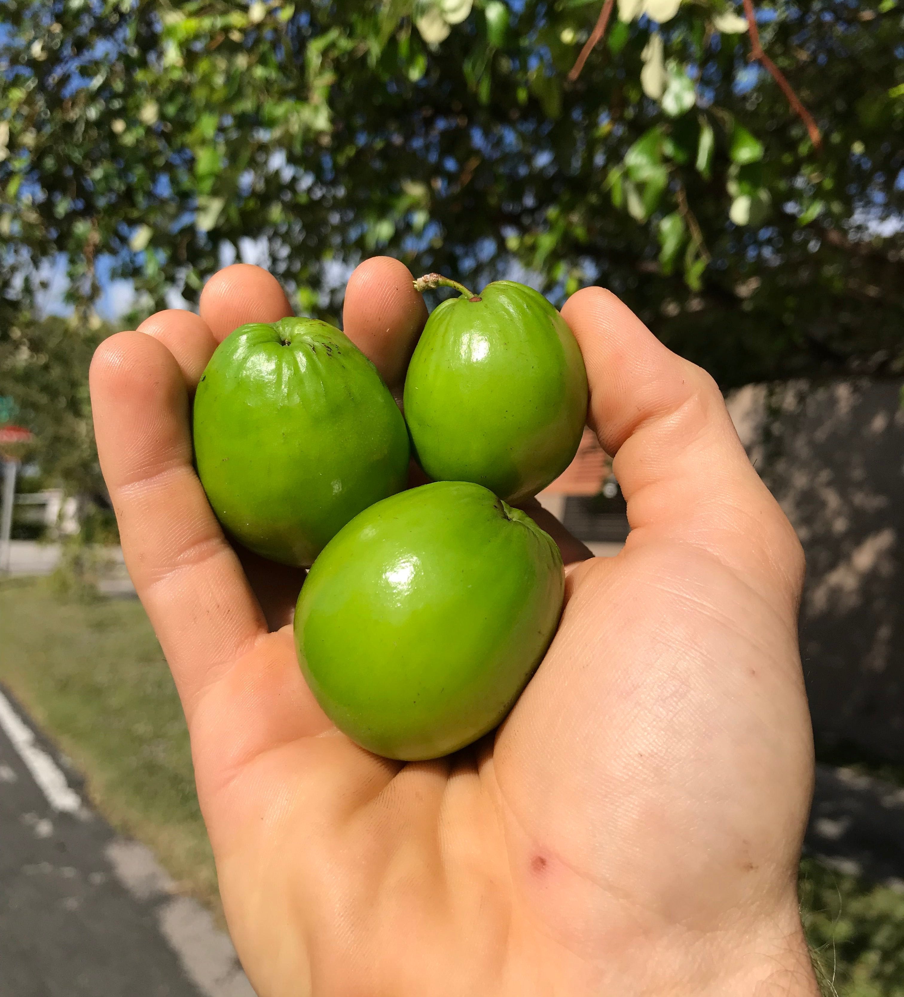 Jujube Tree - Thai Giant – Incredible Edible Landscapes